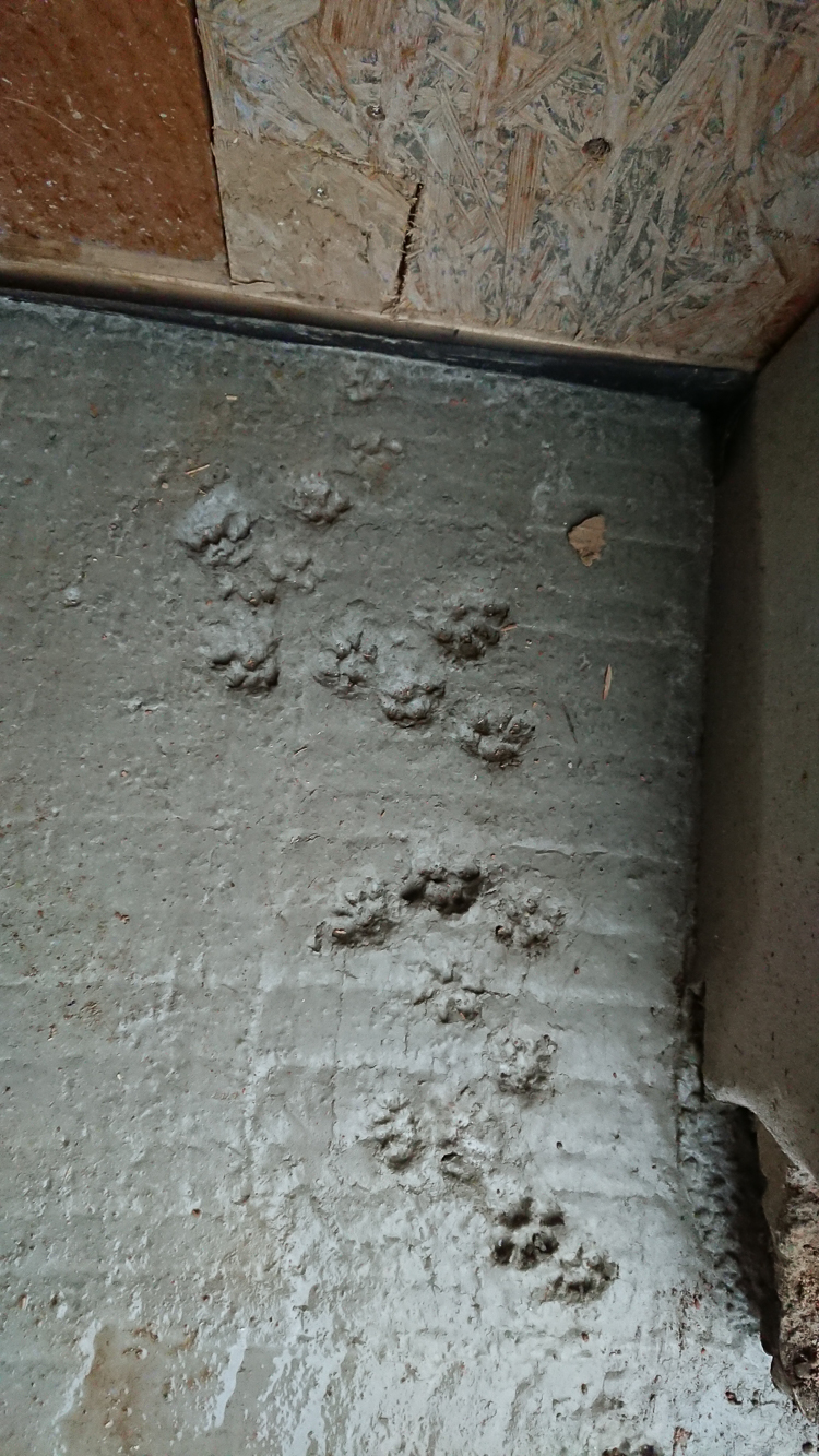 Eine Katze fand unsere Bodenplatte wohl auch ganz toll.